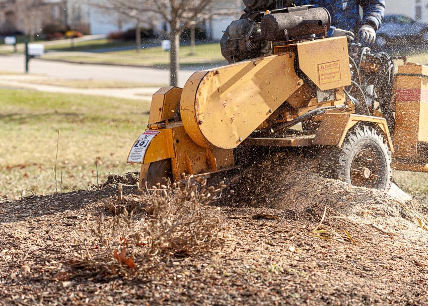 Stump Grinding Cost And How To Save Ope Reviews