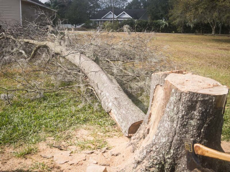 STIHL MSA 200C Chainsaw tree felling