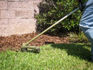Trimming St. Augustine Turf