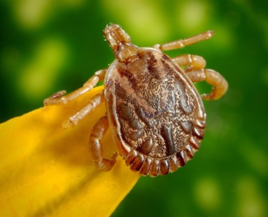 how to prevent ticks