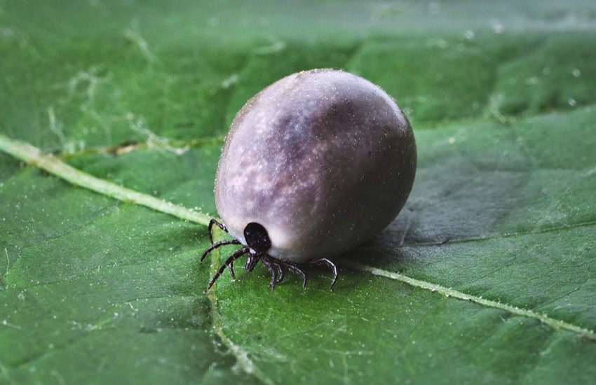 how to prevent ticks