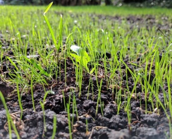 How to Patch Your Lawn - Adding Grass and Prepping Soil