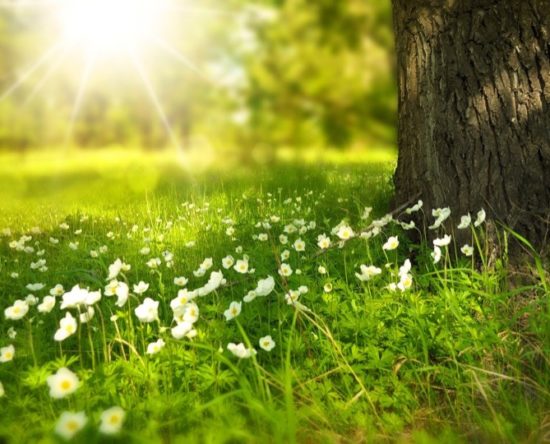 Checking the Health of your trees
