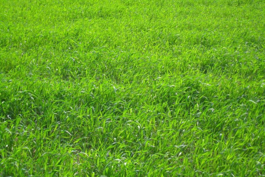 How High Should I cut My Grass?