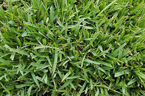 How High Should I cut My Grass?