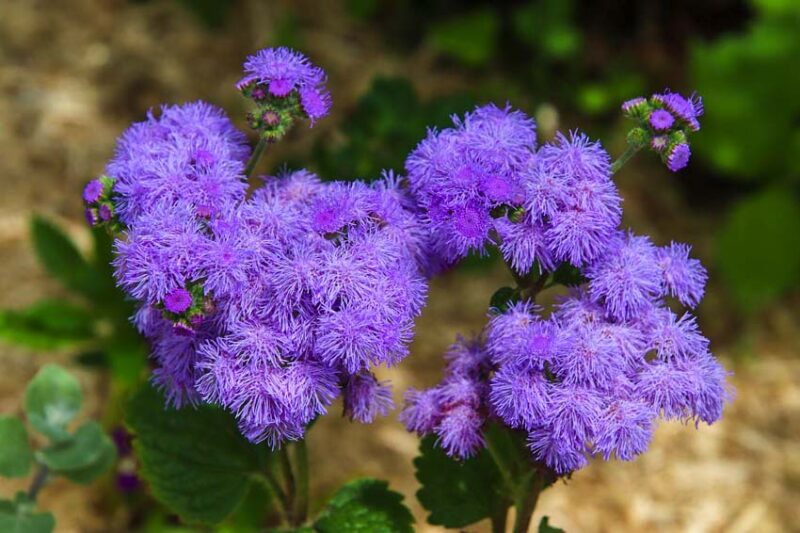 Ageratum