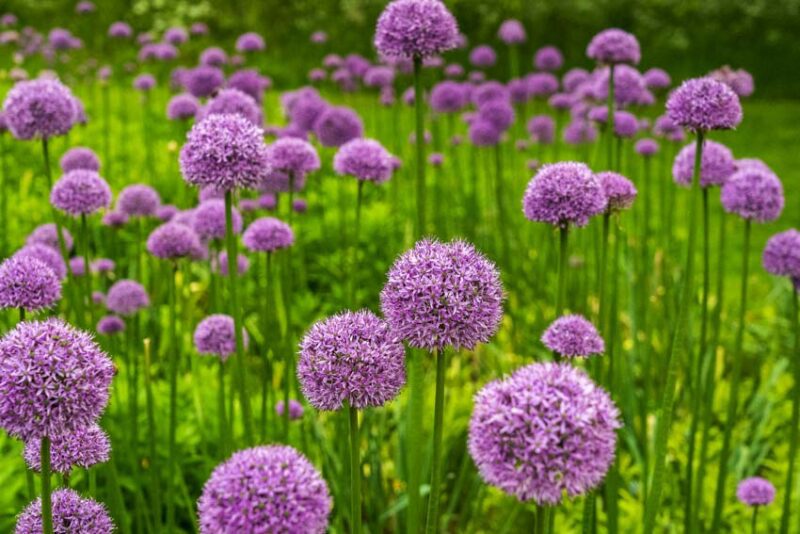 Allium