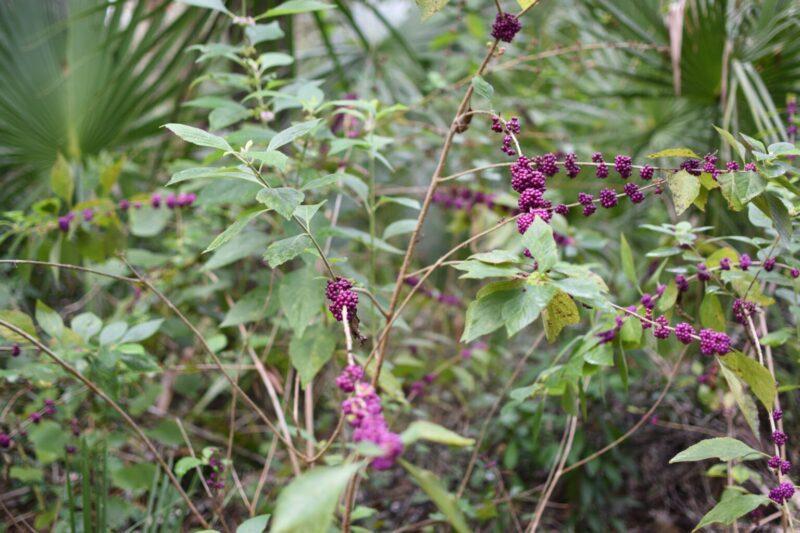 American Beautyberry