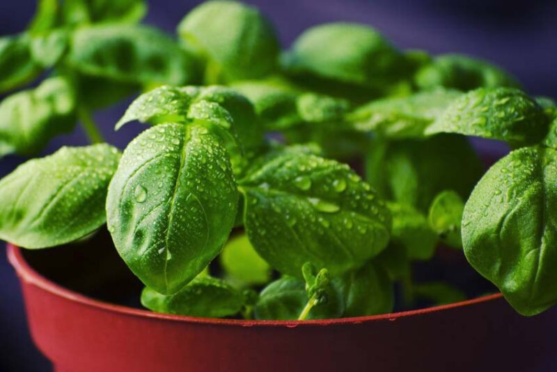 Basil