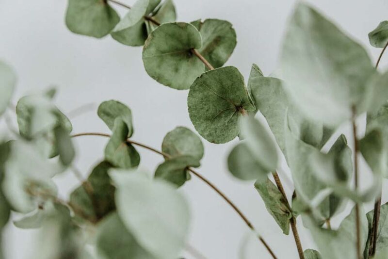 Eucalyptus Plants That Repel Mosquitoes