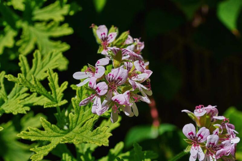 Lemon Geranium