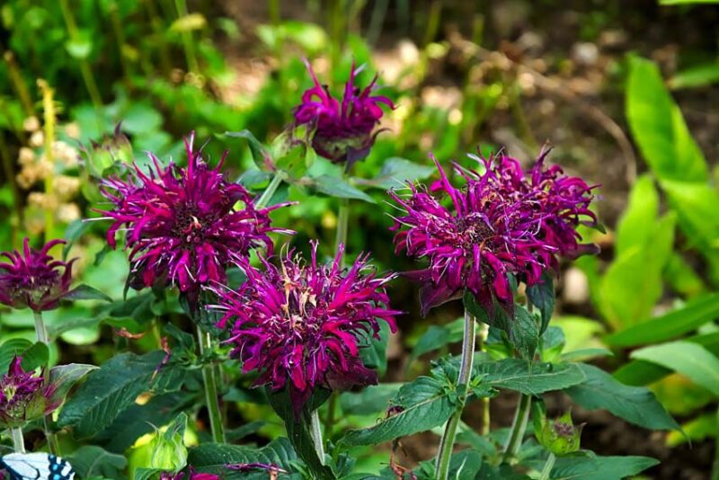 Monarda