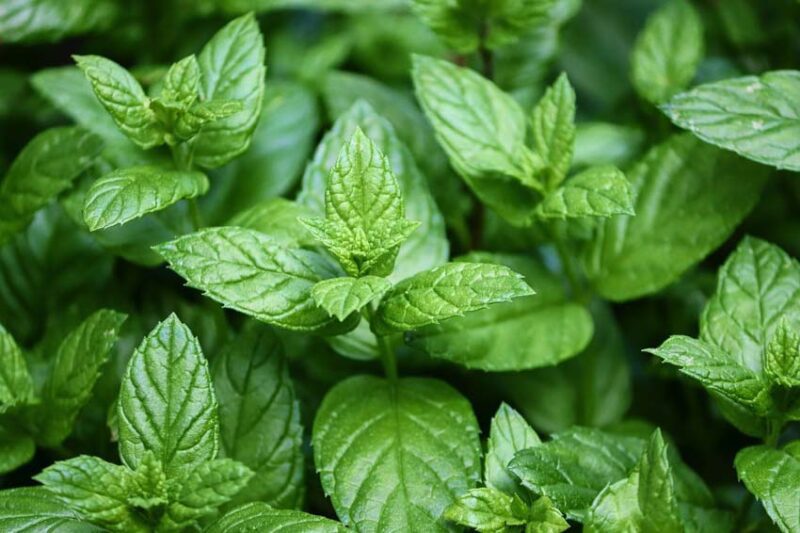 Peppermint