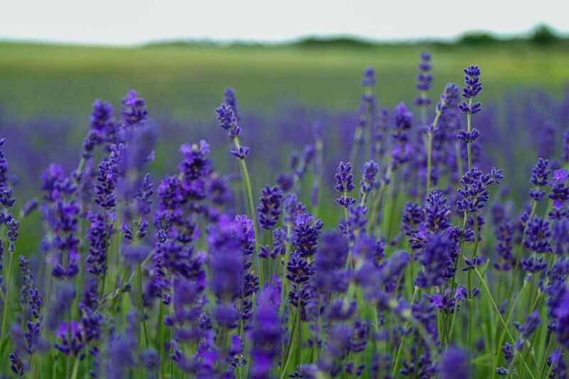Plants That Repel Mosquitoes Naturally