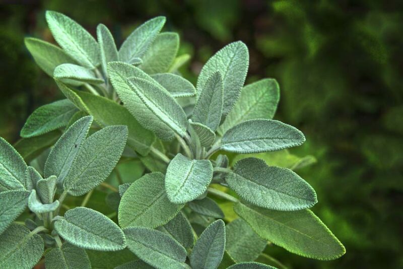 Sage