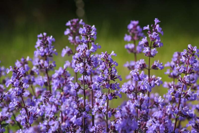catnip What Plants Repel Mosquitoes and Smell Great