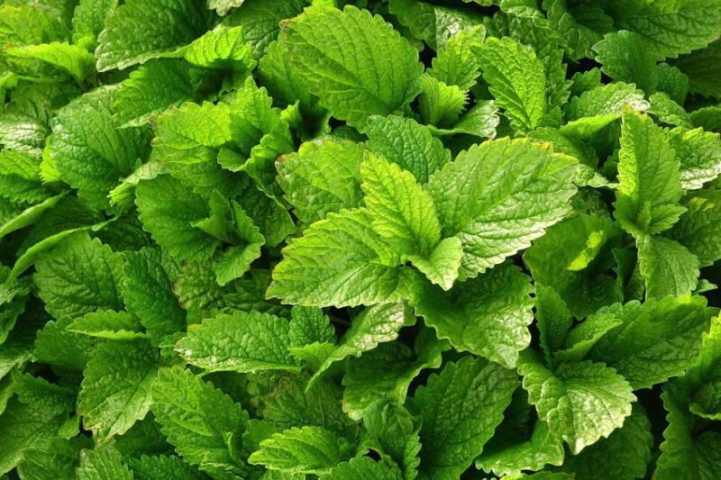 lemon balm What Plants Repel Mosquitoes and Add Flavor to Your Kitchen
