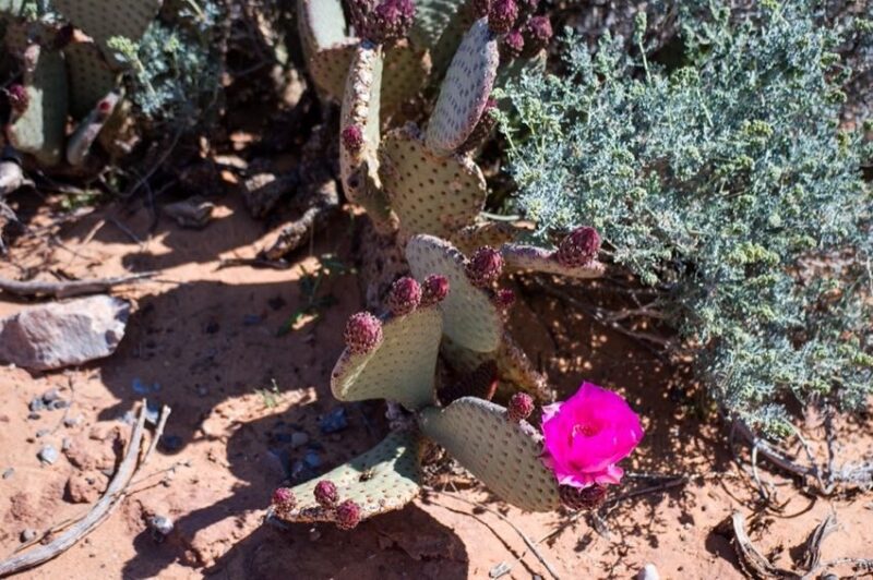 Aesthetics of Using Native Plants in Landscaping