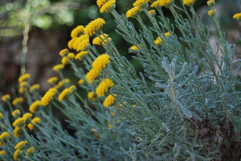What are Native Plants