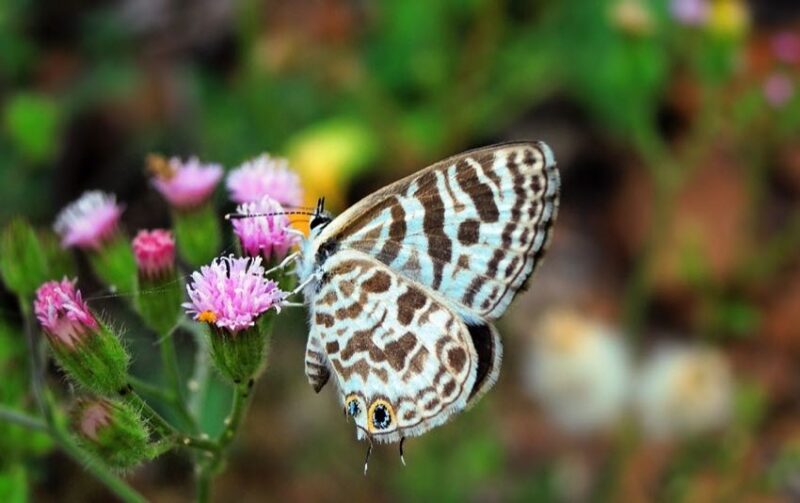 butterflies certain plants