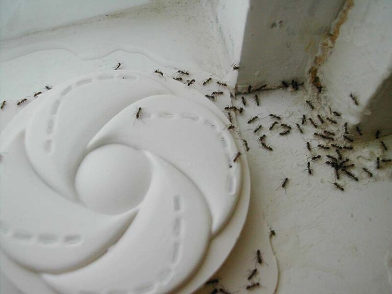ant trap