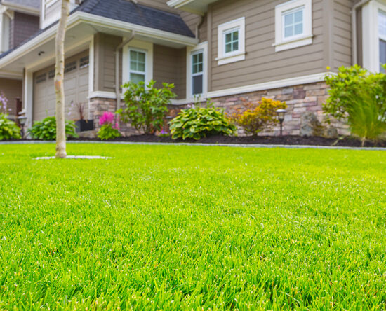 Types of lawn grass