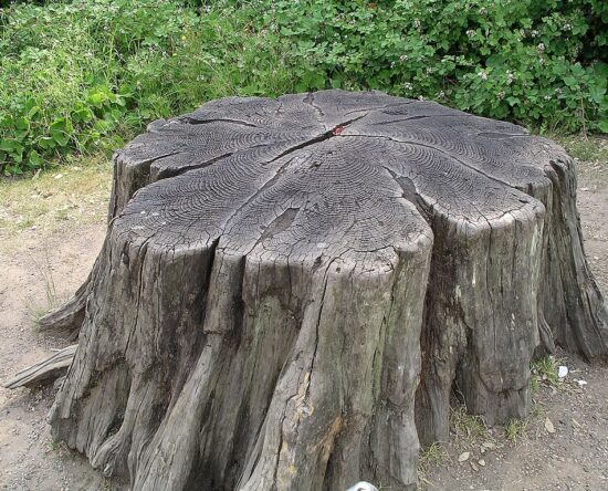 Removing Tree Stumps
