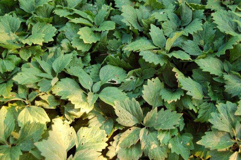 Pachysandra shade ground cover