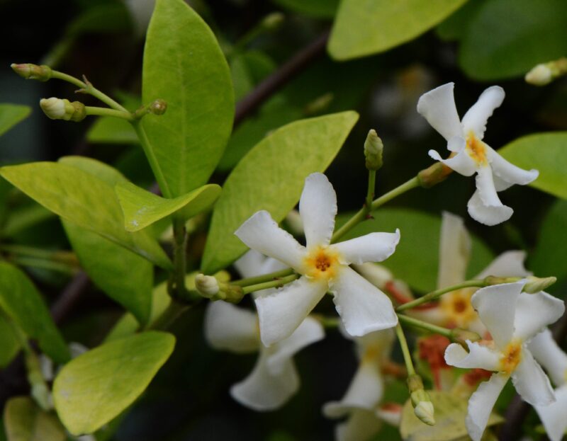 asian star