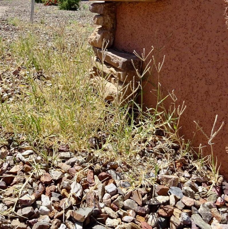 invasive bermuda grass