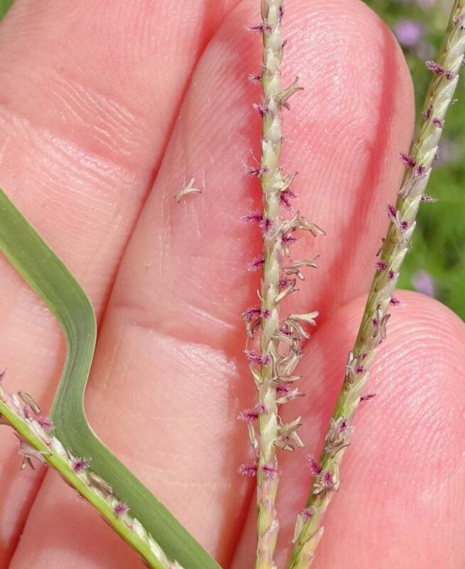 bermuda grass seeds