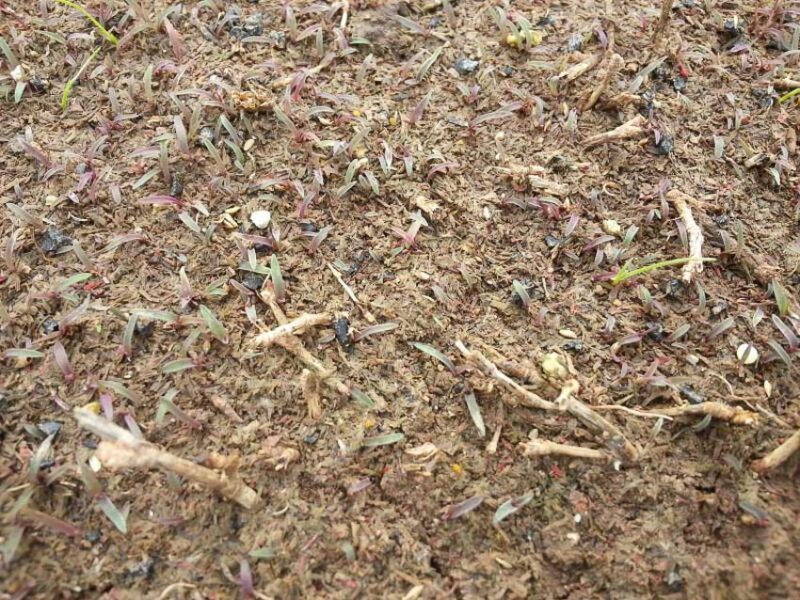 bermuda grass sprouts