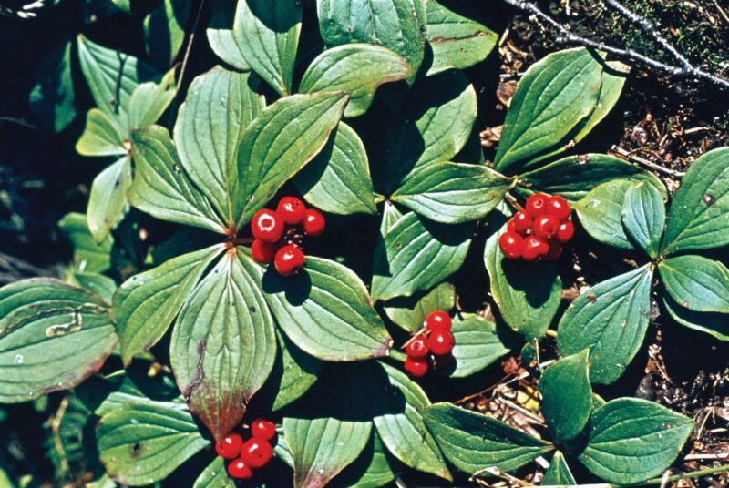 bunchberry
