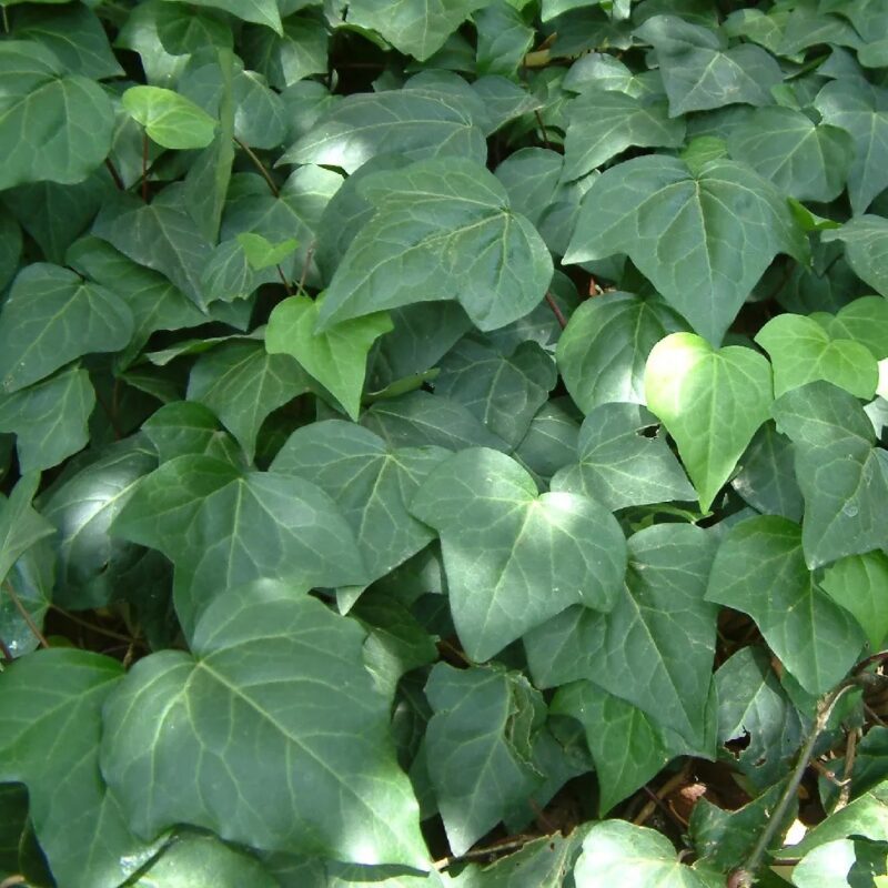 english ivy