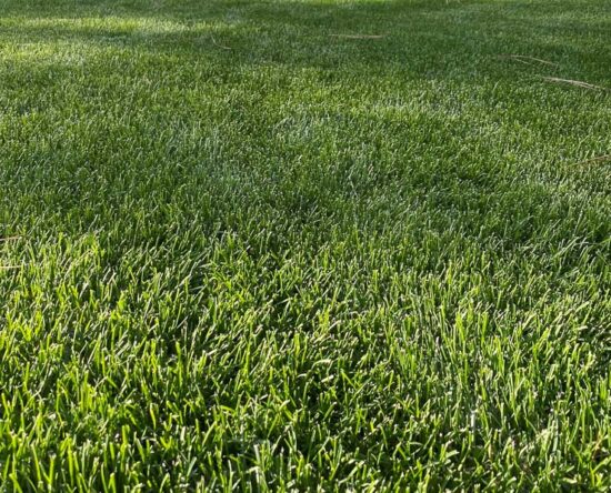 Kentucky bluegrass
