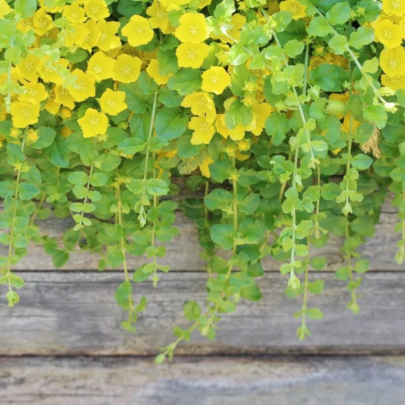 Lysimachia nummularia ‘Aurea’