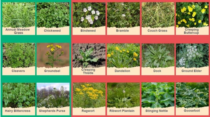 identifying weeds