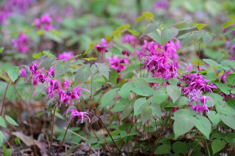american barrenwort