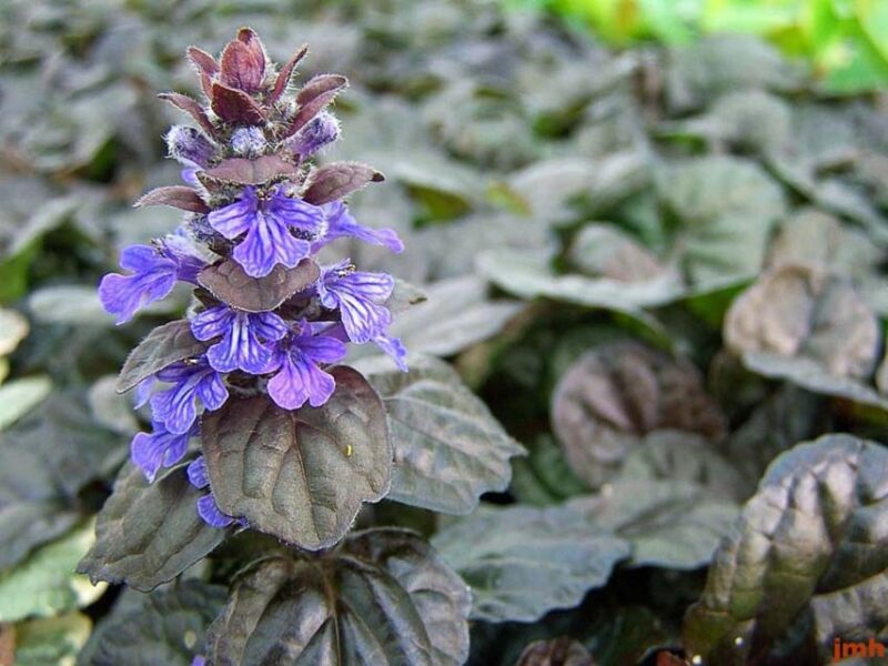 bugleweed shade ground cover