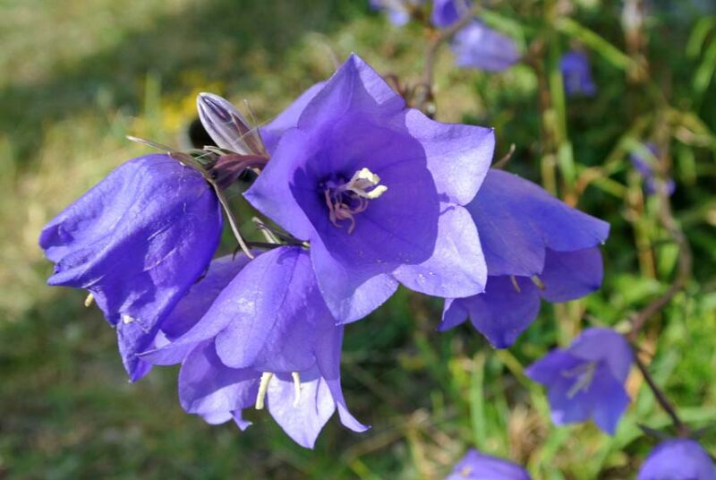 campanula ground cover