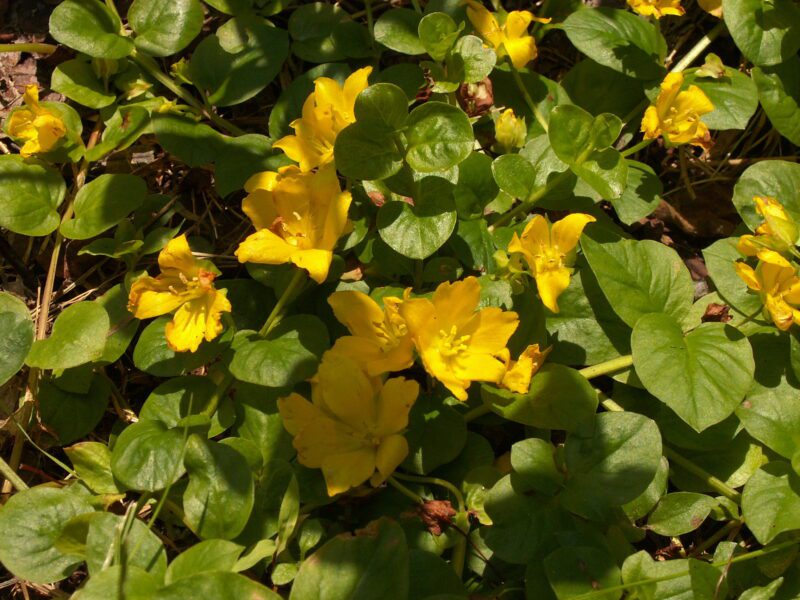 creeping jenny ground cover