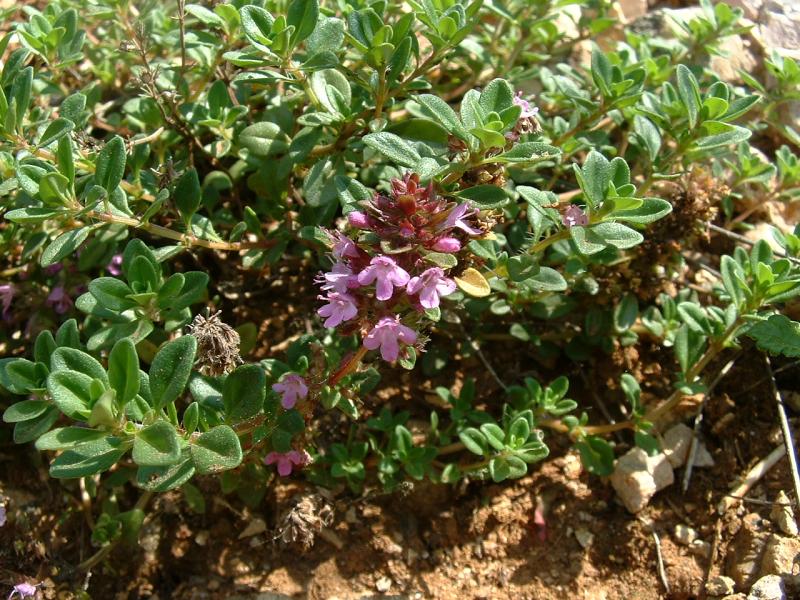 creeping thyme