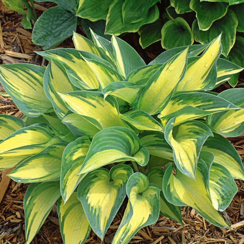 hosta ground cover