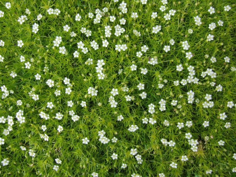 irish moss