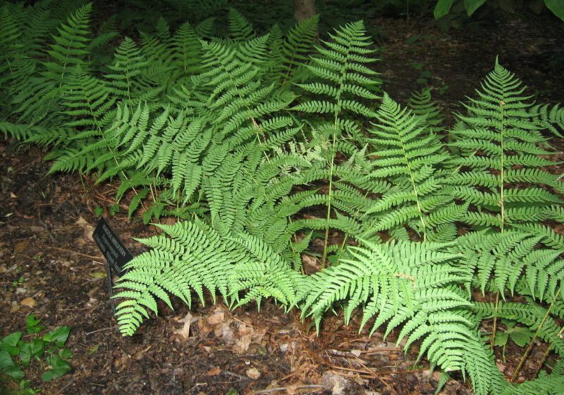 fern shade ground cover