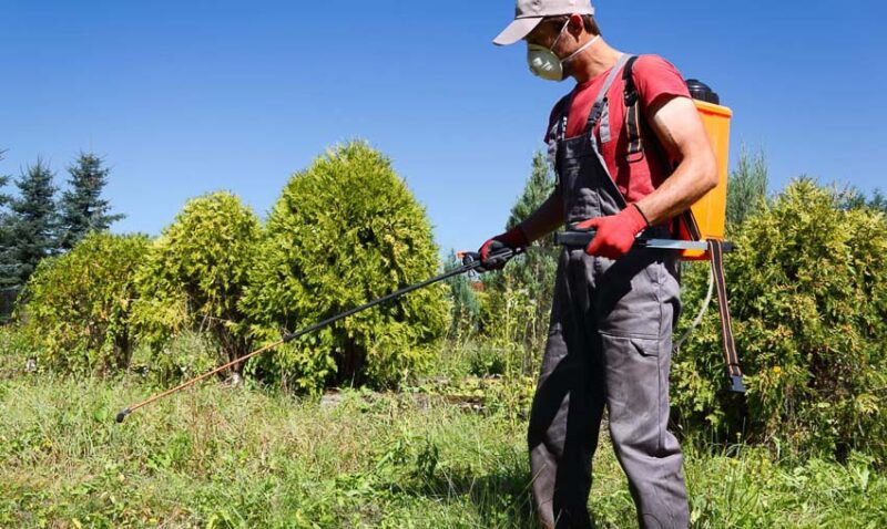 spraying weeds