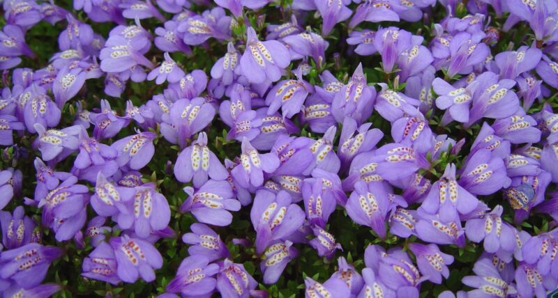 mazus