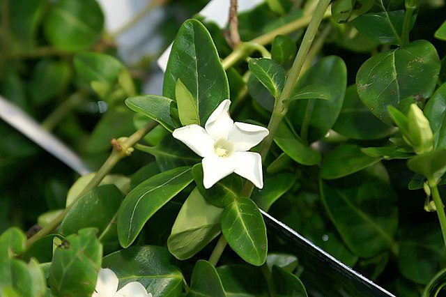common periwinkle