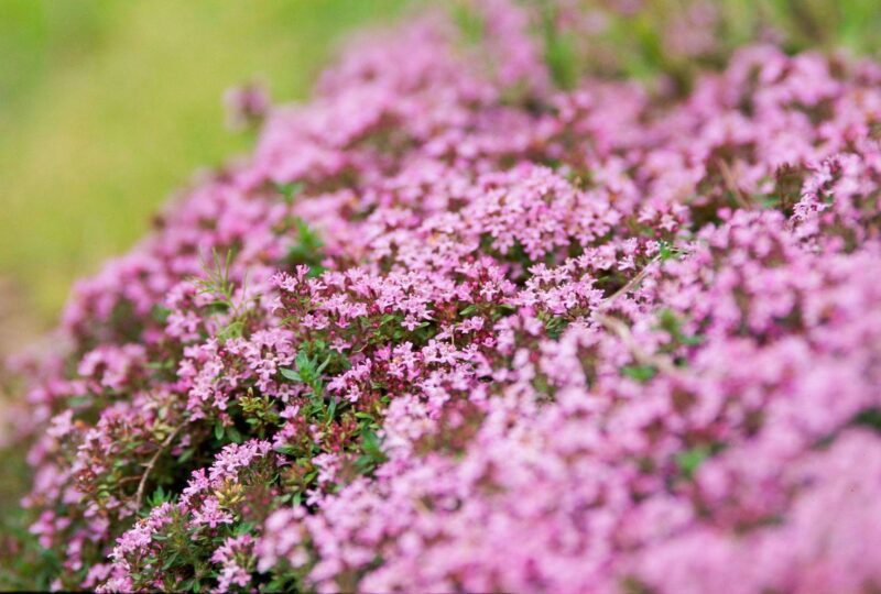 decorative ground cover