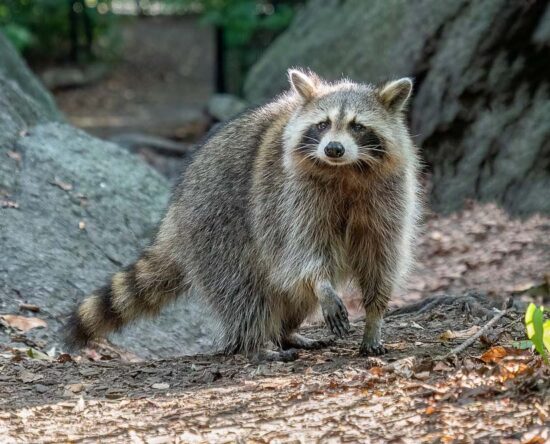 how to get rid of raccoons